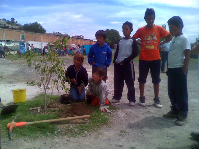 Reforestación