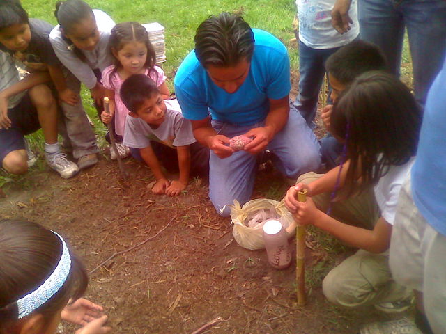 Descubriendo insectos