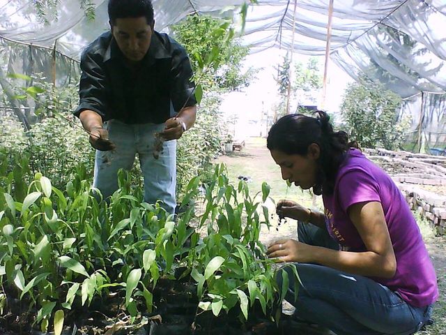Preparación del vivero